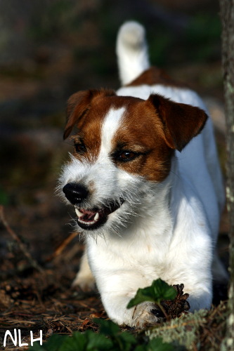 090612 inka2.JPG - Saalistaja